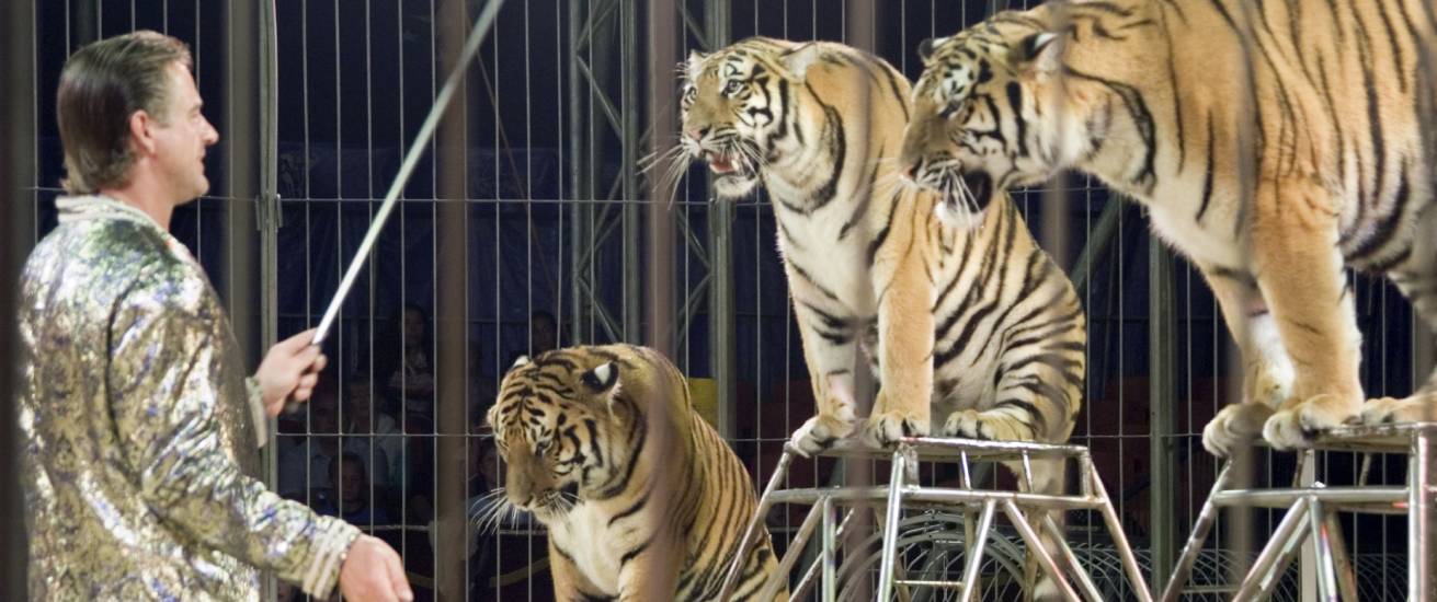 Bediening mogelijk Voorrecht sociaal Europese petitie voor verbod op wilde dieren in het circus - Stichting AAP