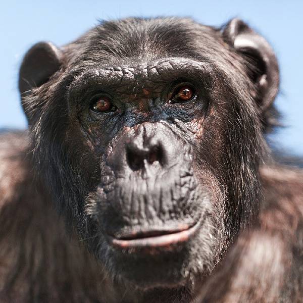 Chimpansee Mojo