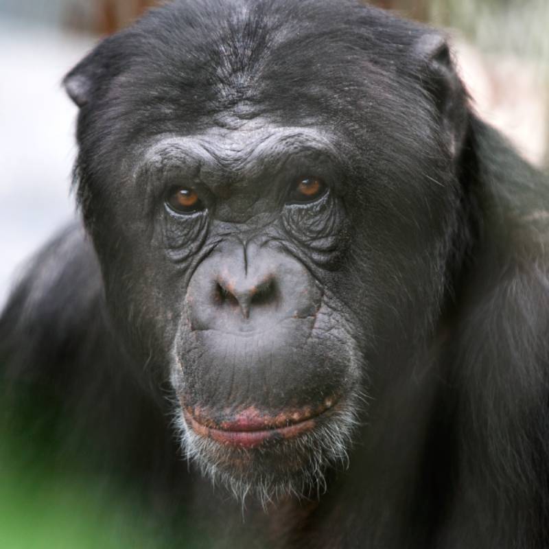 Chimpansee Regina