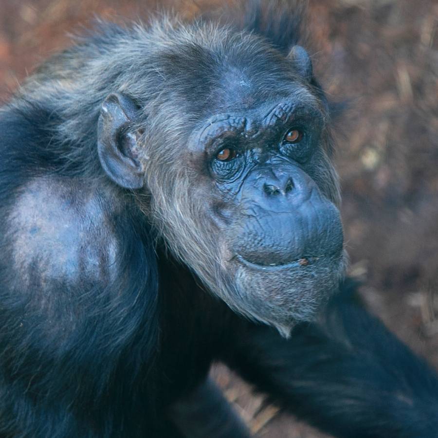 Chimpansee Linda