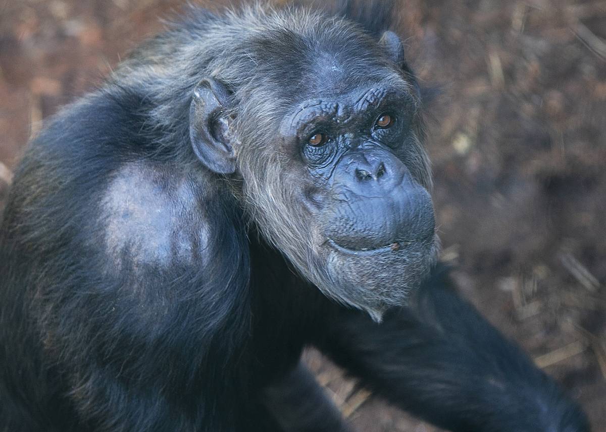 Chimpansee Linda