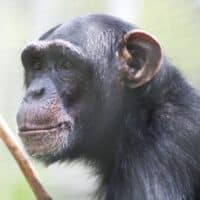 Chimpansee Marria