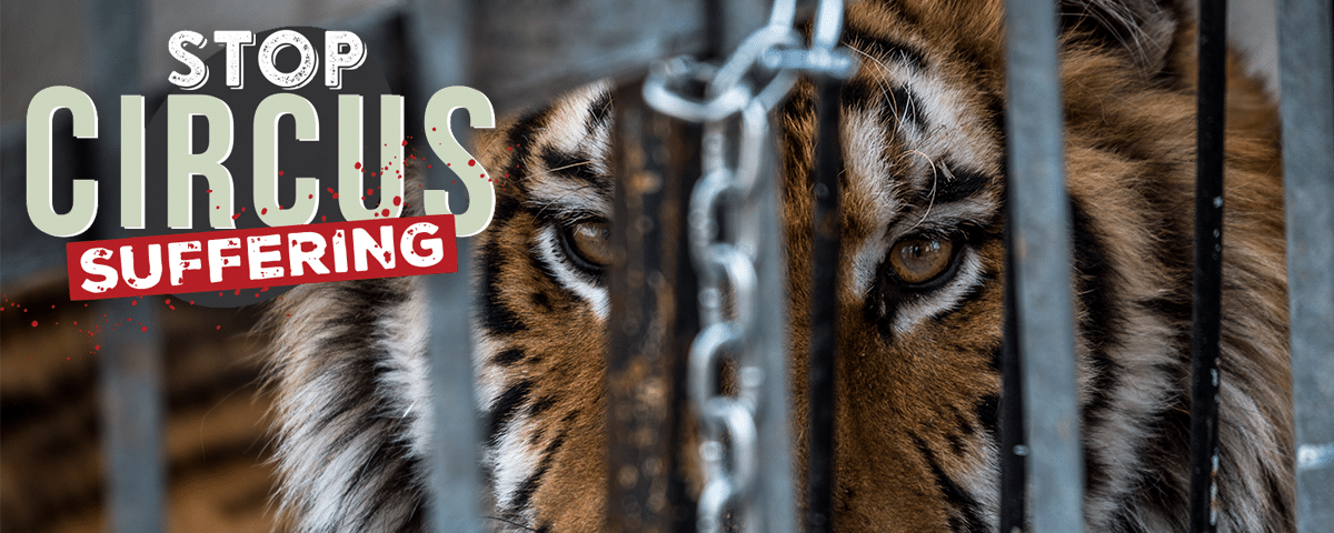 Een tijger achter tralis met de tekst: stop circus suffering.