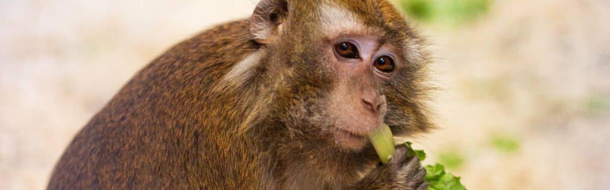 Java-aap soortinformatie