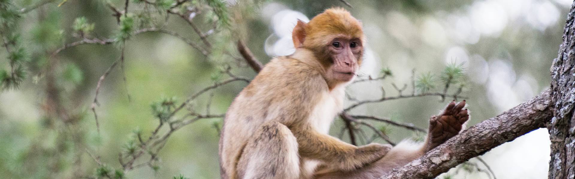 Achtergrond Born to be Wild - Stichting AAP