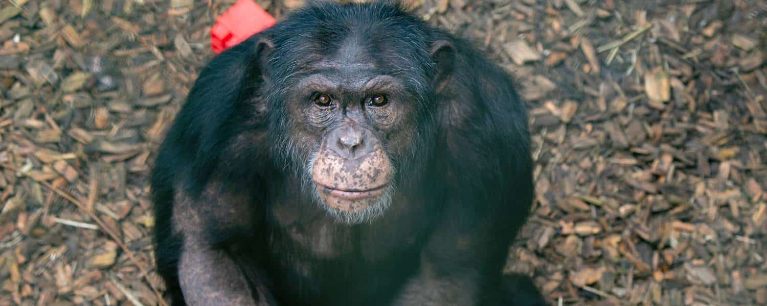 Hoe gaat het met chimpansees Yimmy en Congo? - Stichting AAP