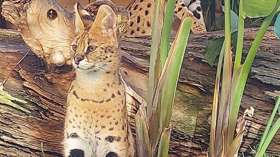 Serval Ogir