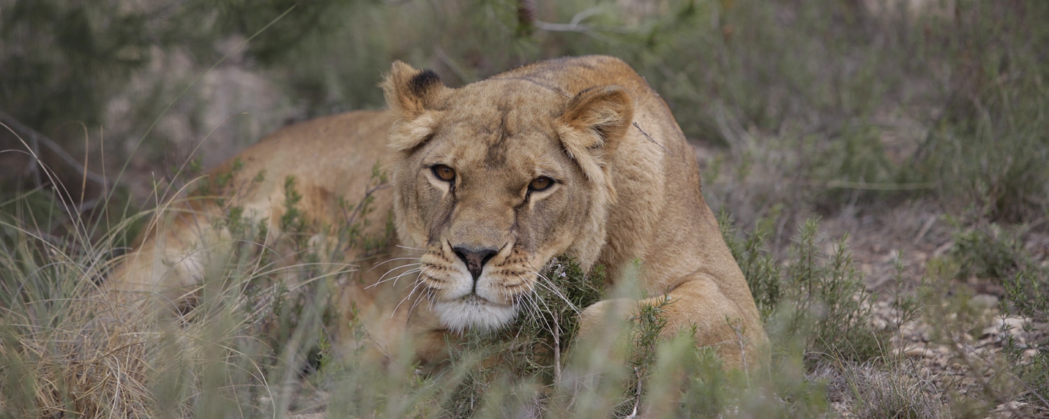 Grote katachtige gespot in Berlijn: AAP biedt aan dier op te vangen ...