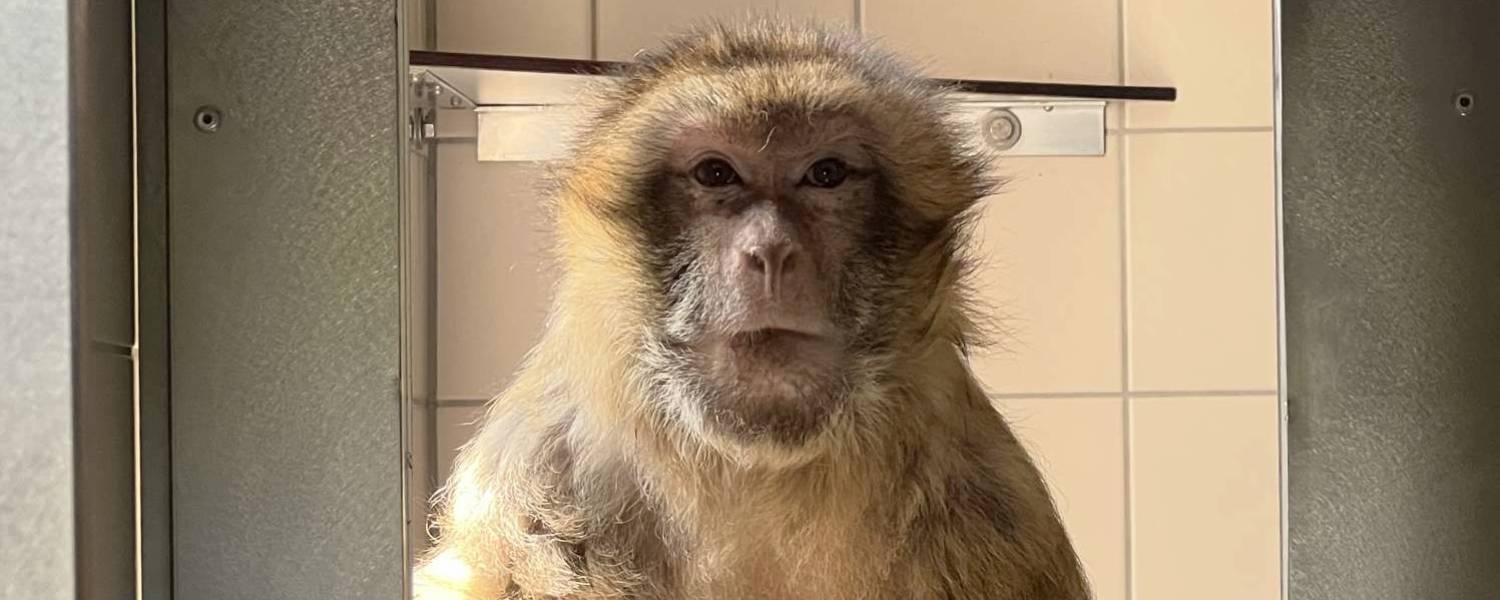 Blog: Een bijzondere erfenis - Stichting AAP