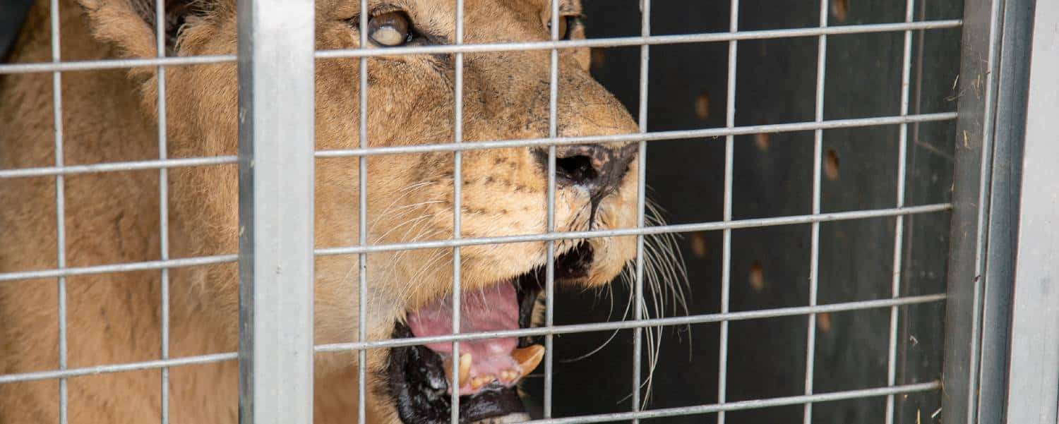 Laatste leeuwen van Franse leeuwentemmer naar AAP - Stichting AAP