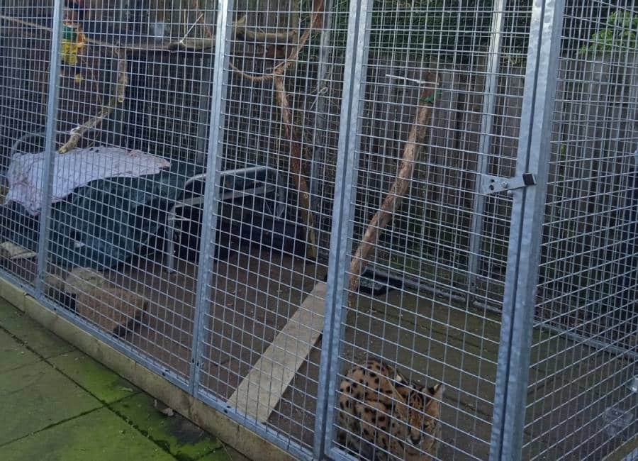 Serval Primo in de kennel