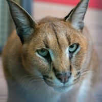 Caracal bij AAP