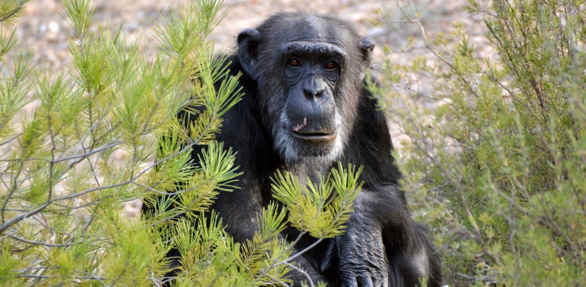 Chimpansee Prudence