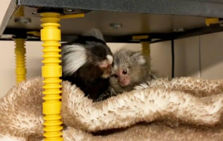 Piepjonge en kwetsbare dieren aan de betere hand - Stichting AAP
