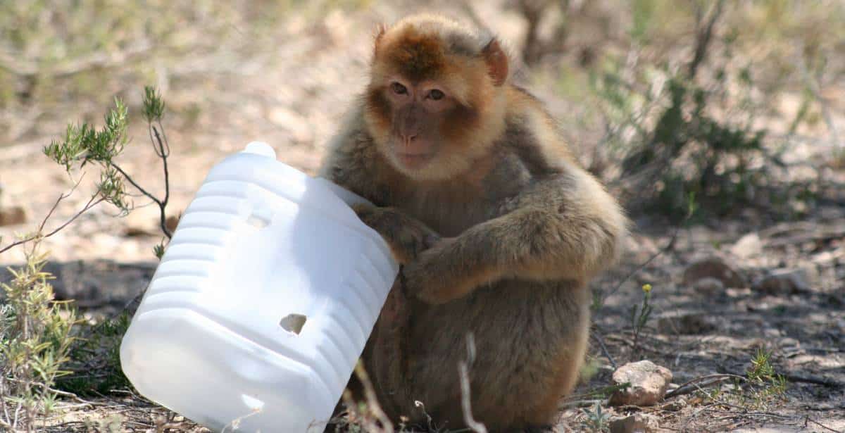 Berberaap met verrijking