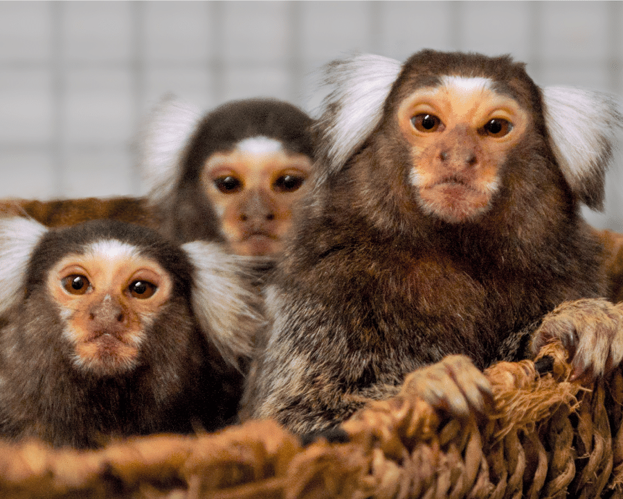 Witoorpenseelaapjes bij AAP.