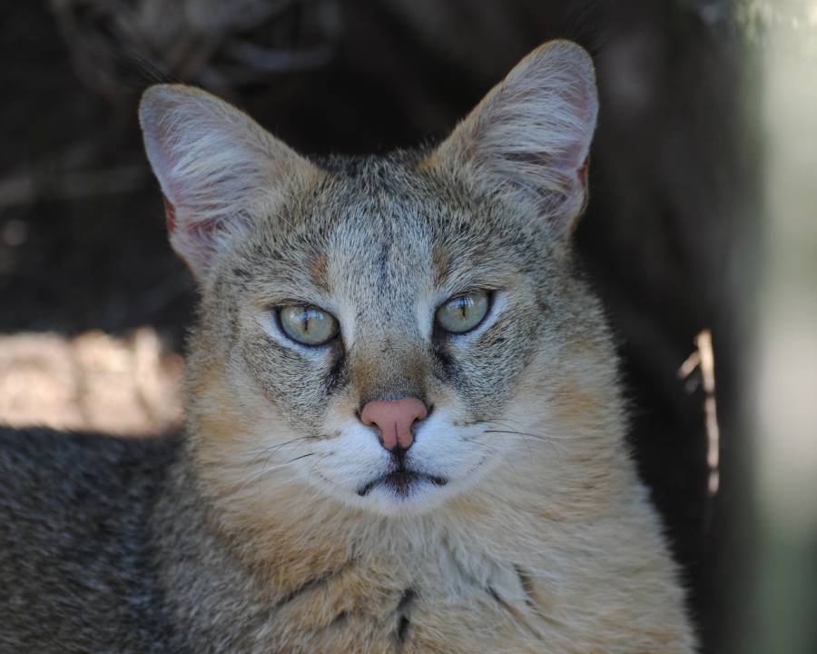 Een junglekat bij AAP