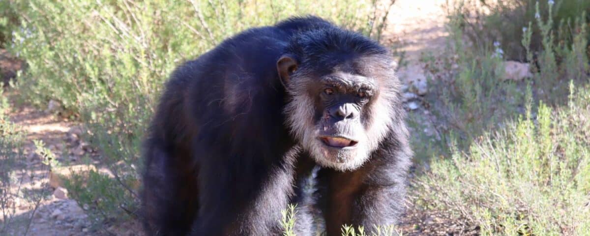 Chimpasee Tino in buitenverblijf.