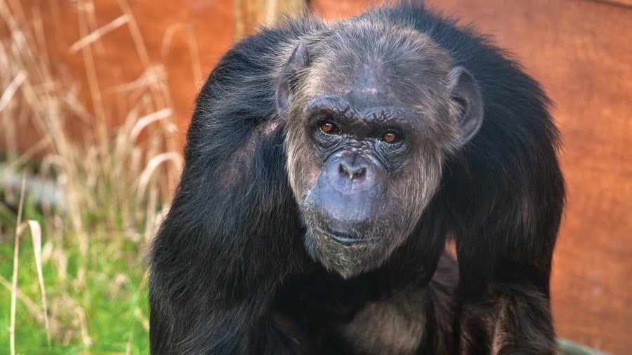 Chimpansee Linda bedrijfsadoptie