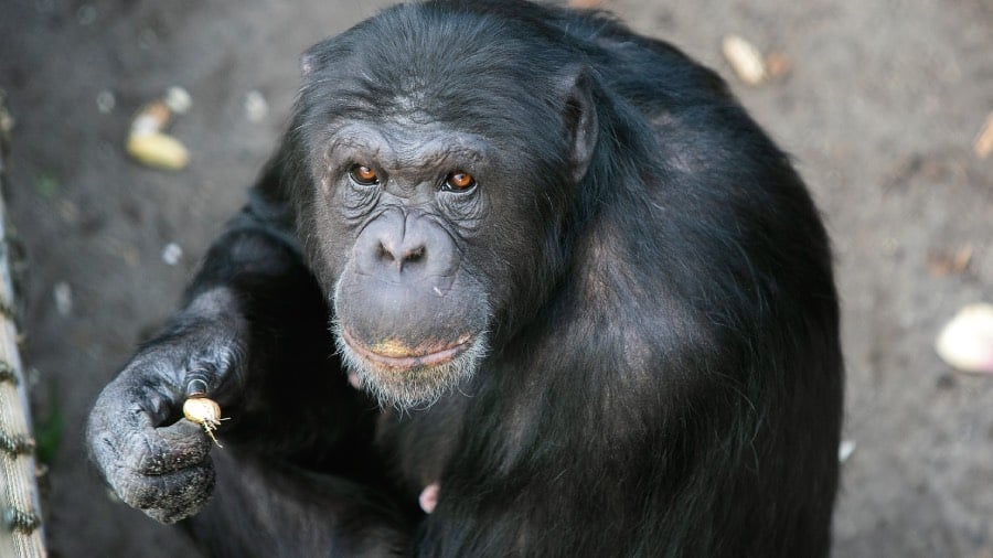 Chinpansee Regina bedrijfsadoptie