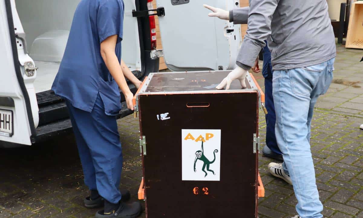 Duitse berberapen