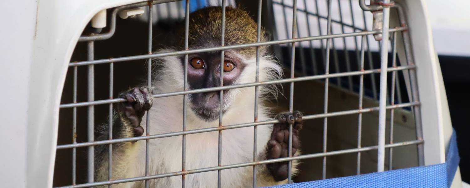 Groene meerkat Sjaakie gered van eenzaam bestaan - Stichting AAP