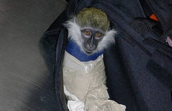 Groene meerkat Malta