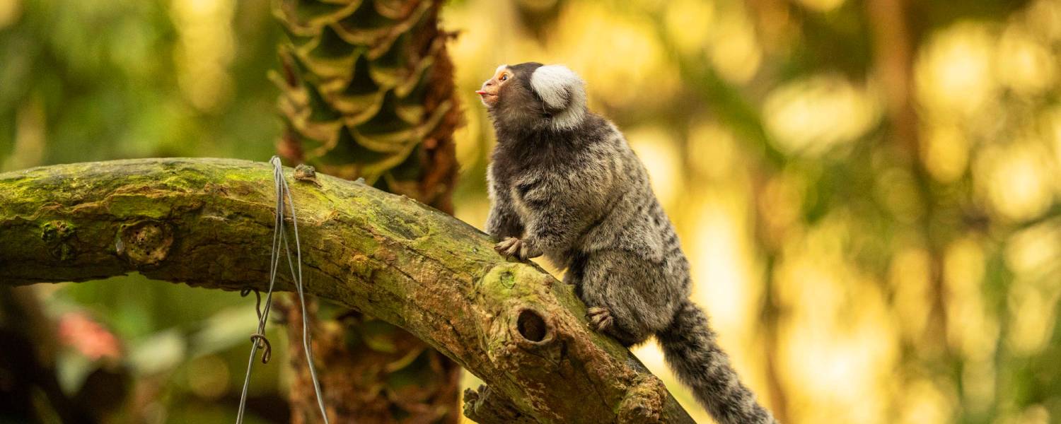 Witoorpenseelaapjes Ant en Dola: voormalig huisdieren krijgen een nieuw ...
