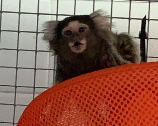 Witoorpenseelaapje Ant