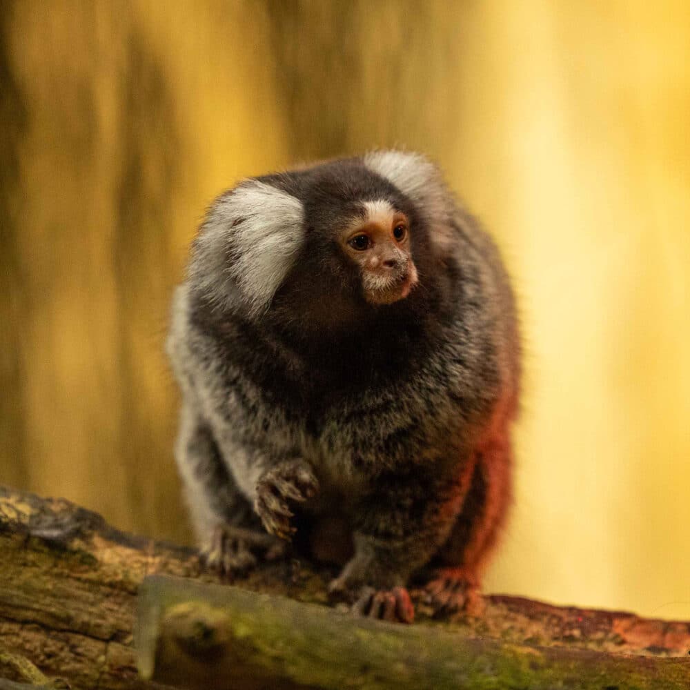 Witoorpenseelaapje Ant