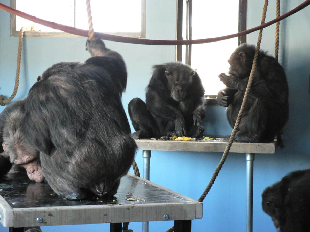 Een groep chimpasees in een binnenverblijf.