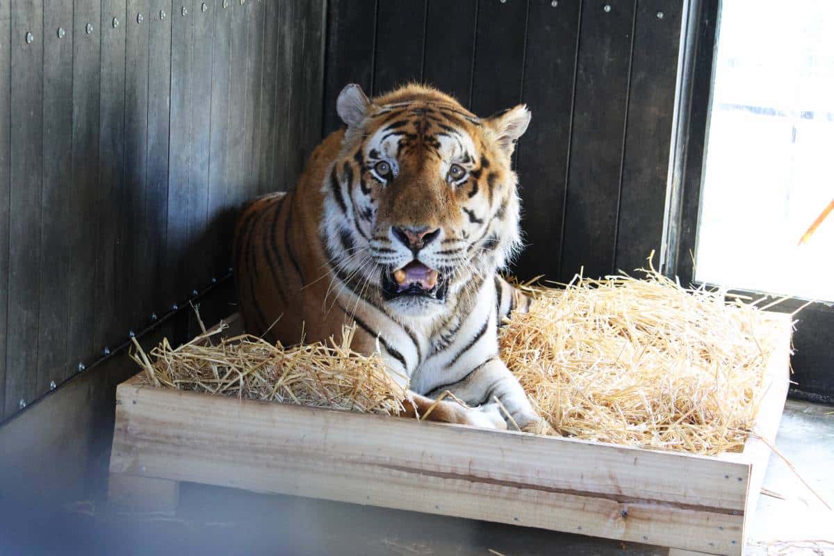 Tijger Tonga