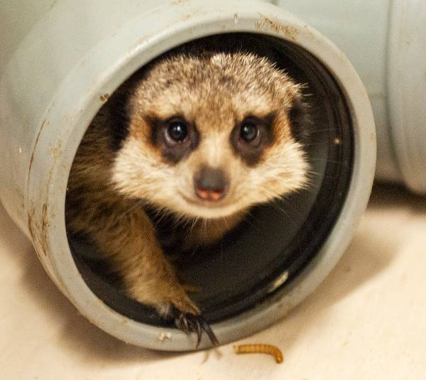 Soortinformatie stokstaartje - meelworm