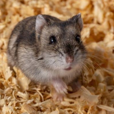 Campbell’s dwerghamster