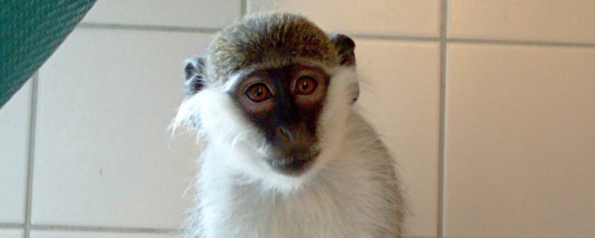 Groene meerkat Sjaakie