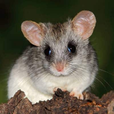 Acacia Rat