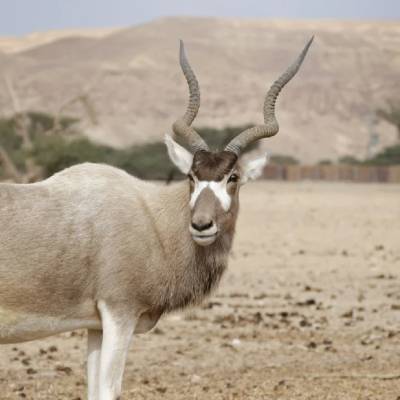 Addax