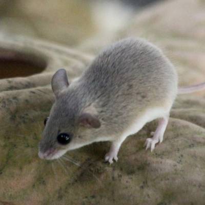 Afrikaanse dwergmuis
