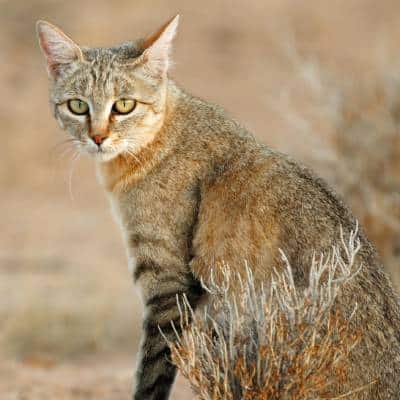 Afrikaanse wilde kat