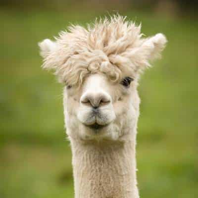 Alpaca
