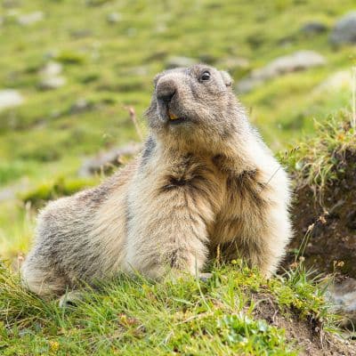 Alpenmarmot