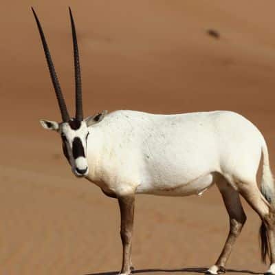 Arabische Oryx