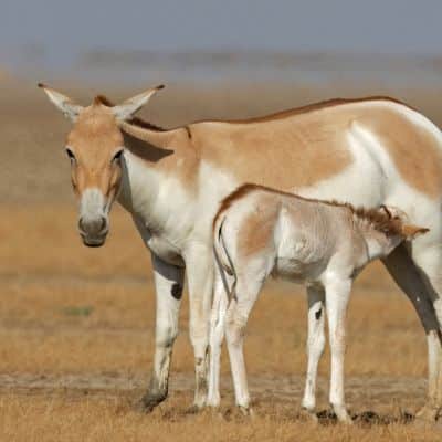 Aziatische wilde ezel