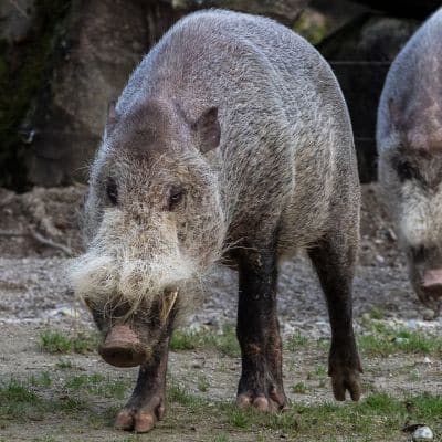 Baardzwijn