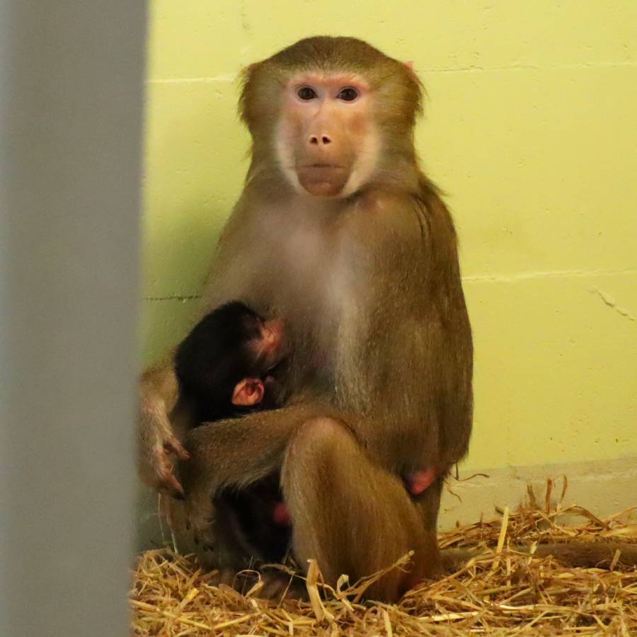 Moeder Babi en babybaviaan Klein