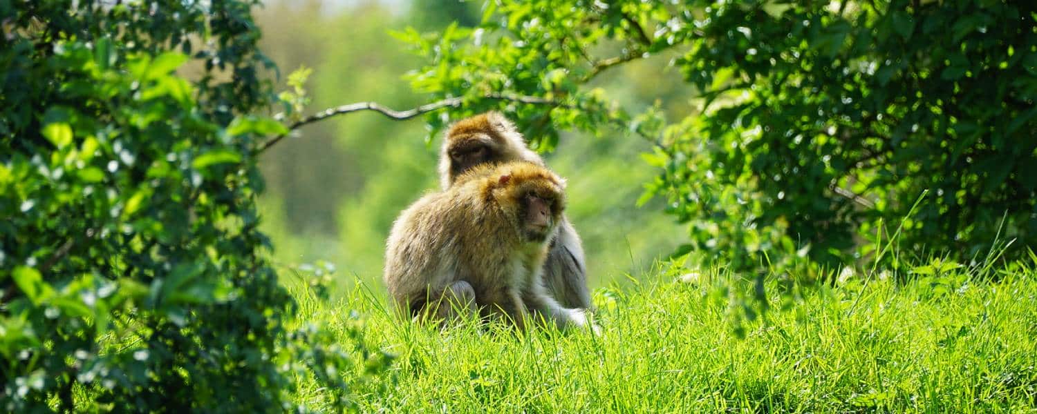 Internationale Dag van Bedreigde Diersoorten - Stichting AAP