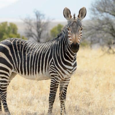 Bergzebra