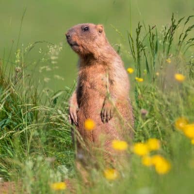 Bobakmarmot