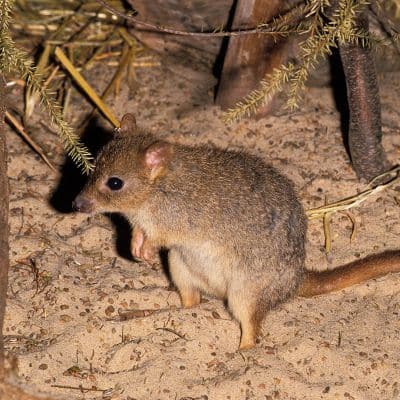 Borstelstaart- kangoeroerat