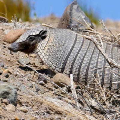 Bruin behaard gordeldier